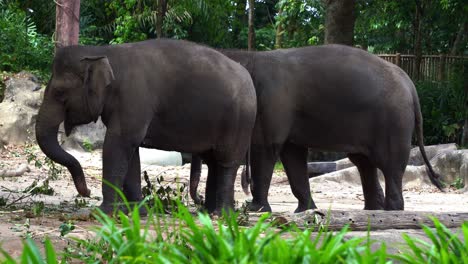 Large-land-mammals,-two-Asian-elephants,-elephas-maximus-standing-side-by-side,-covered-in-mud,-flapping-its-ears,-uses-its-long-trunk-to-pick-up-food,-eating-branches-with-leaves-on-the-ground