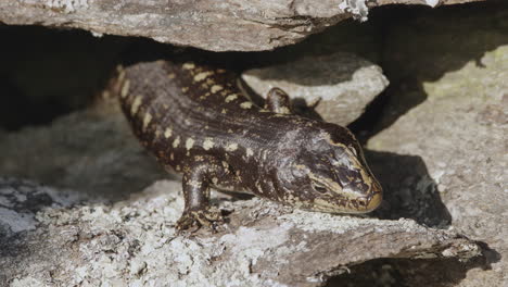 closeup of otago skink basking on rocks in new zealand