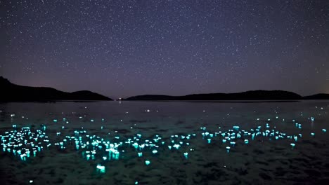 glowing plankton under a starry sky