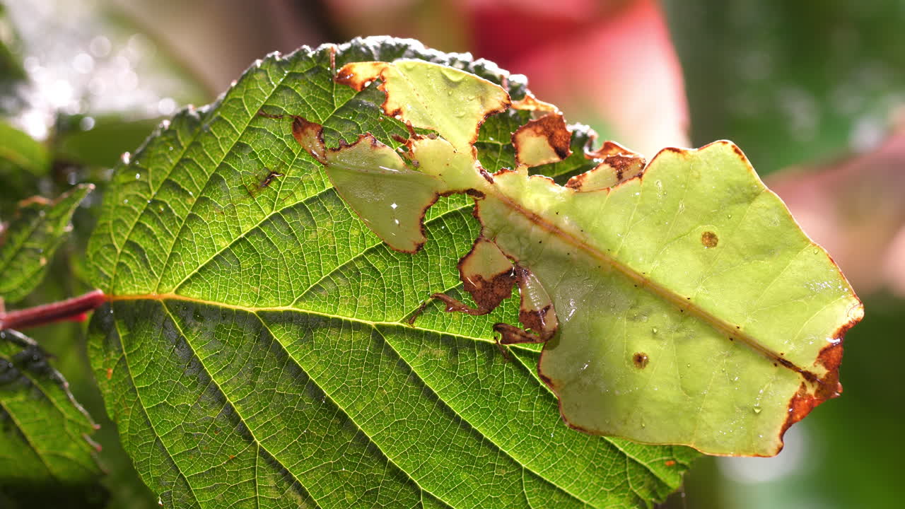 Macro footage of a Phylliidae leaf insect blending with jungle foliage. Captures its remarkable camouflage and unique behavior.