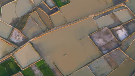 Campos-De-Arroz-Inundados-De-Bangladesh,-Vista-Aérea-De-Arriba-Hacia-Abajo