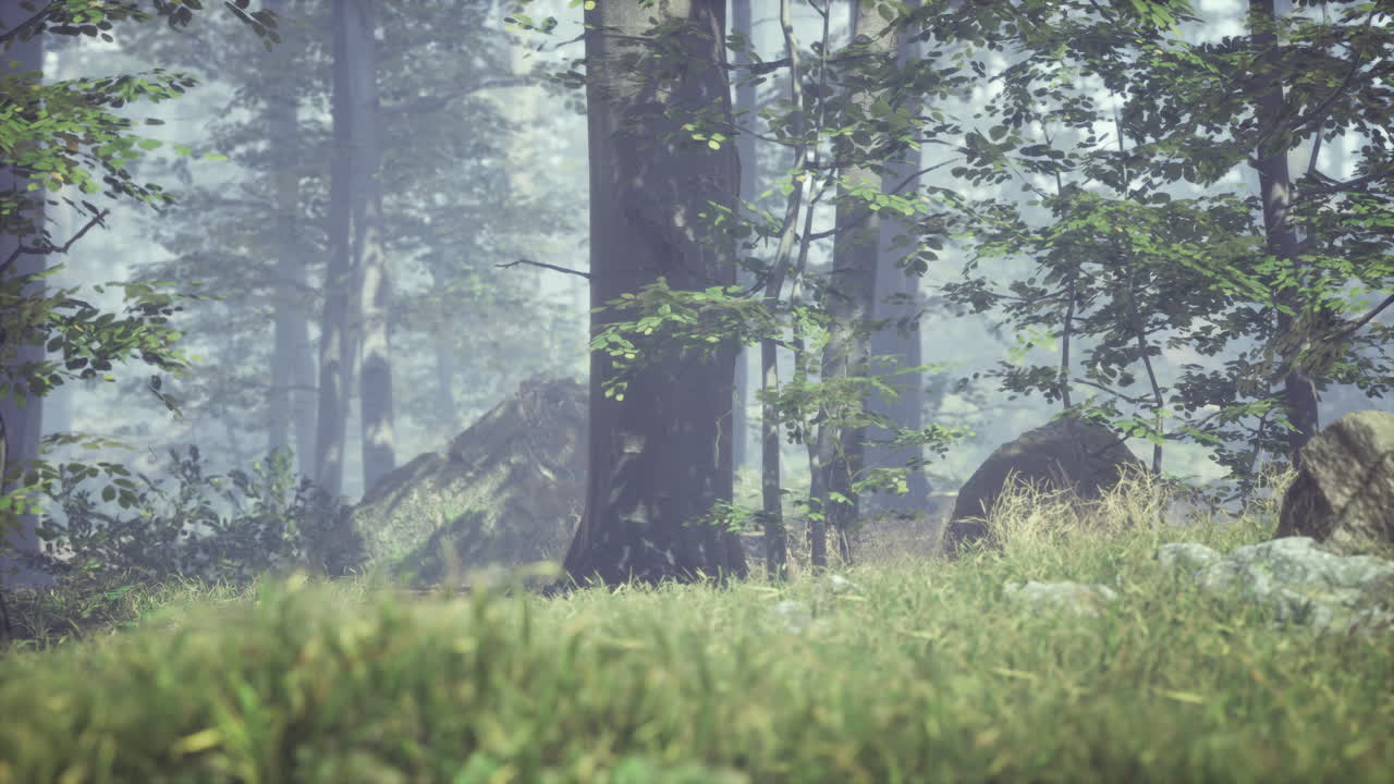 ⁇ 은 여름 아침에 숲 속의 초록 잔디