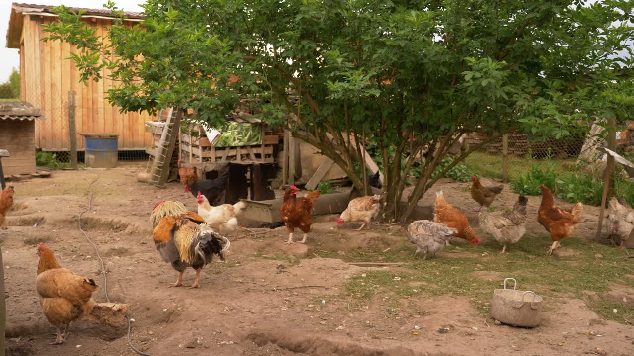 Vista en cámara lenta de gallinas viviendo libres y felices.