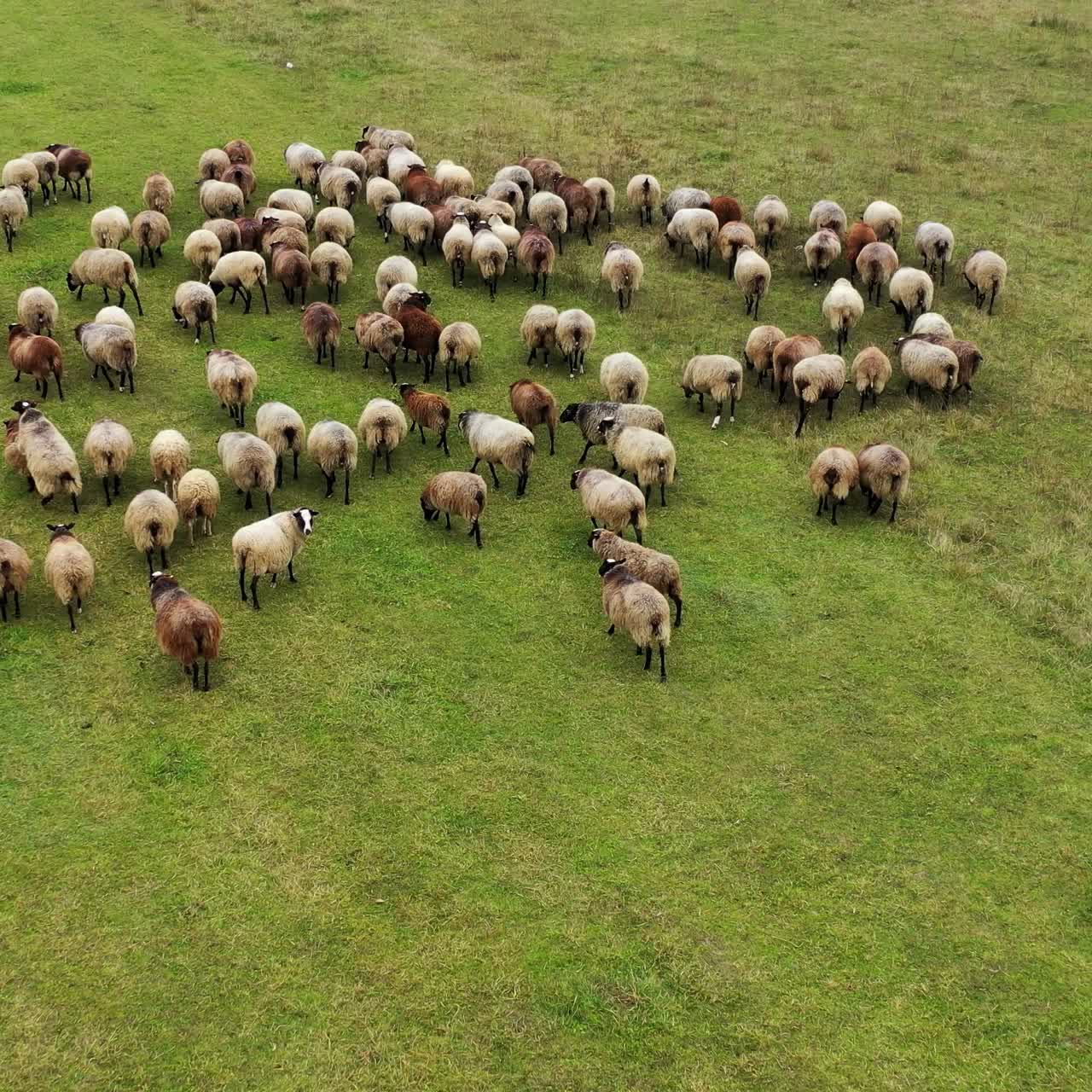 Herd of sheep on pasture. Group of beautiful domestic mammals grazing on field. Sheep feeding on a meadow. Aerial view.