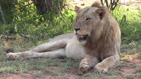 A-male-lion-panting-in-the-shade-on-a-summers-morning-in-South-Africa