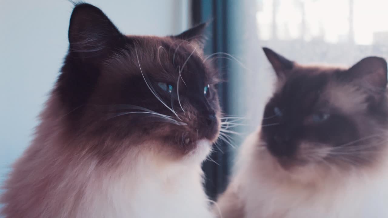 splendido gatto ragdoll che gioca in interni luminosi, gatto carino con occhi azzurri al rallentatore, di razza pura