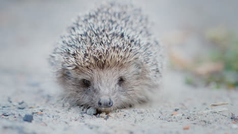 Ein-Kleiner-Wehrloser-Igel-Auf-Dem-Asphalt-Schaut-In-Die-Kamera-Man-Sieht-Deutlich-Sein-Gesicht-Und-Seine-Nase