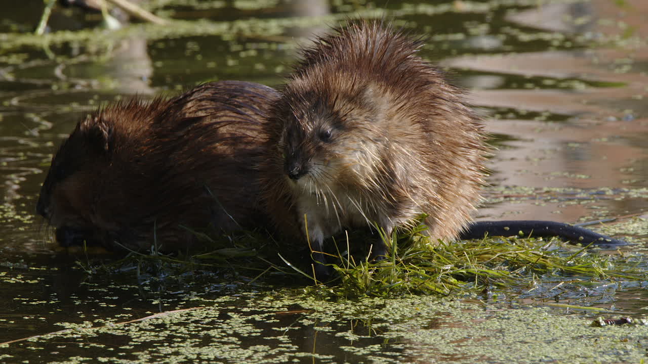 Cute pair of muskrats sit on vegetation raft eating aquatic plants