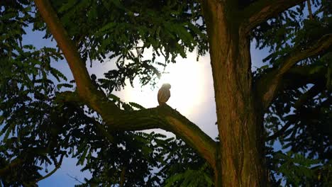 Eine-Kleine-Eule-Sitzt-In-Einem-Baum-Im-Mondlicht-Mond-Zoom-Heraus