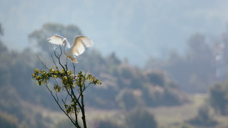 una gran garza blanca está aterrizando en la copa de un árbol en un cálido día de verano