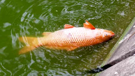 a fish floats lifelessly in green water