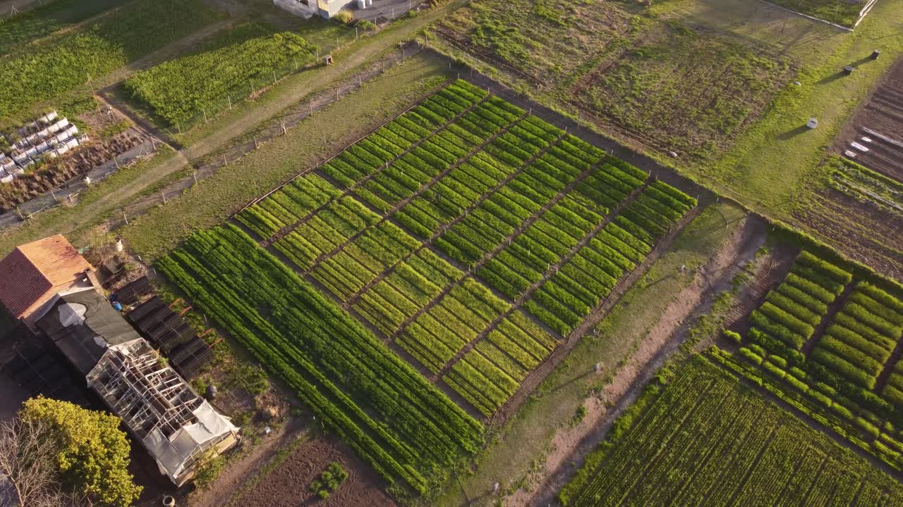 toma aérea de aves de huerto e invernadero en la granja al atardecer - distrito de agronomía en buenos aires