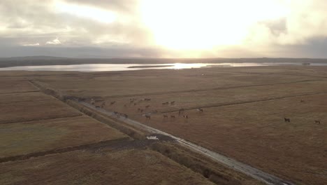 Aerial-cinematic-shot-of-Icelandic-horses-grazing-in-a-field-at-sunrise