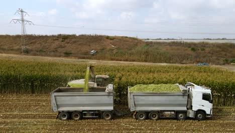 drone shot of harvesting green corn for silage.a shot of the combines chimney, pouring the corn into the truck. the combine reaches the end of the line. blue sky, clear day with clouds.