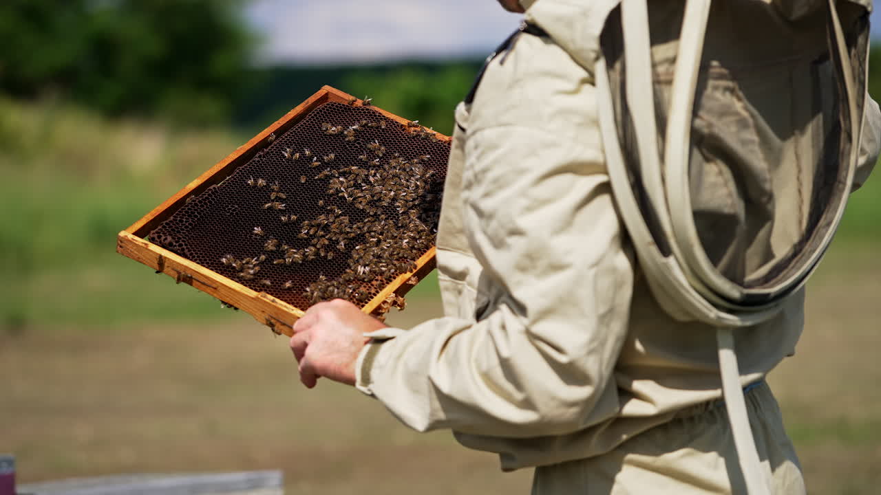 Beekeeper in protective suit holds a dark wax frame. Man touches wax with a few bees crawling on. Blurred backdrop.