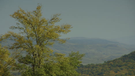 Herbstbäume-In-Rumänien