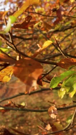 hojas de otoño