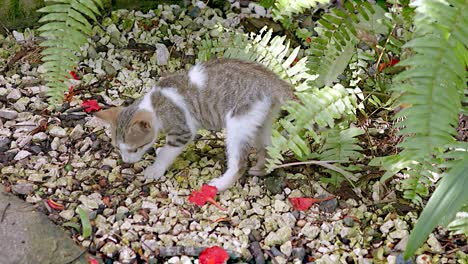 gatito hambriento buscando algo para comer entre la grava