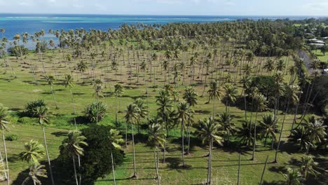 aerial view of a lush coconut plantation on a tropical island