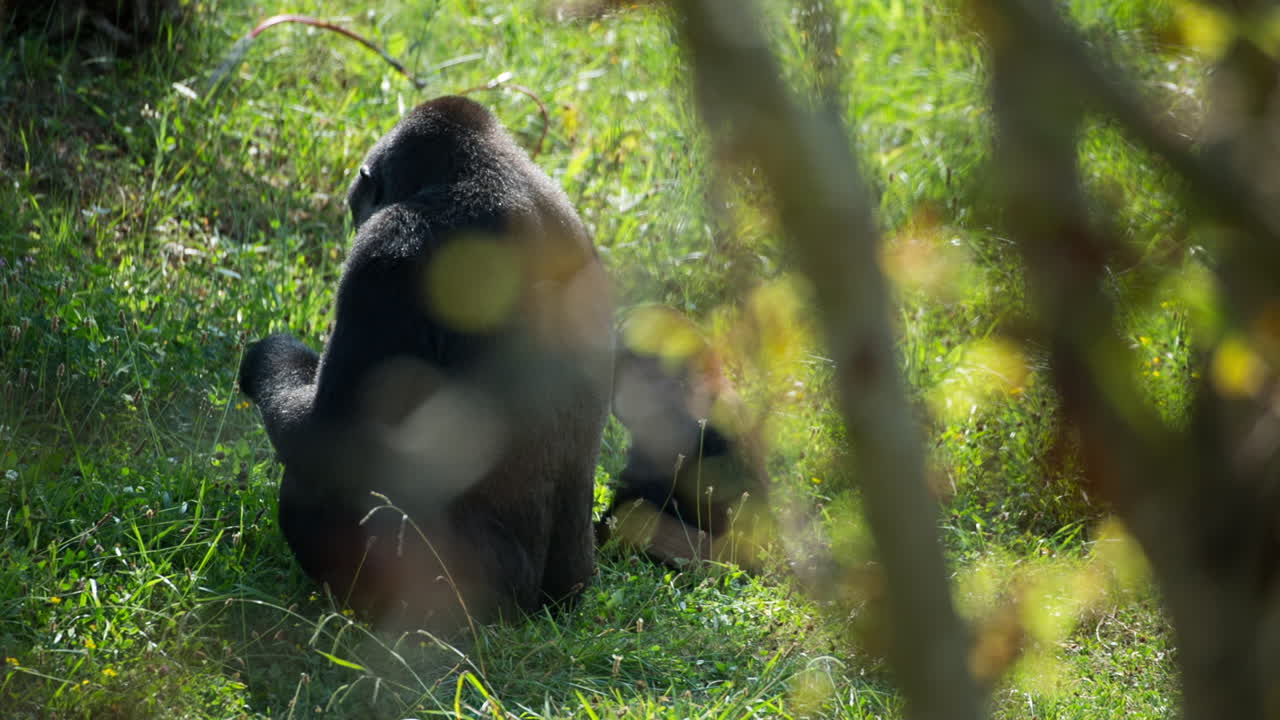 Gorilla 00