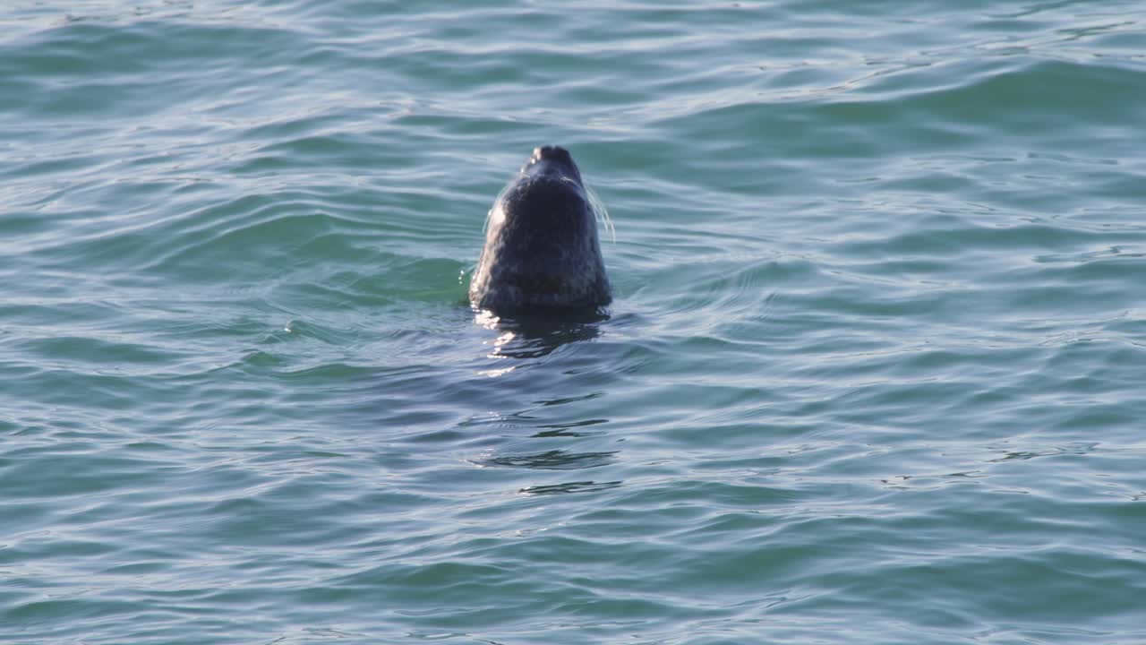Seal floating in calm sea raising its snout with whiskers above water
