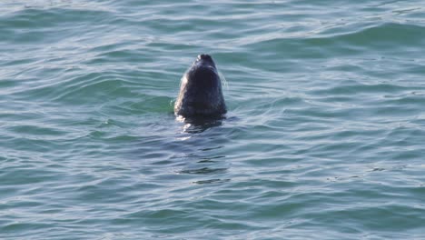 seal floating in calm sea raising its snout with whiskers above water