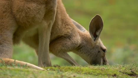 Portrait-shot-of-a-Red-Kangaroo-with-beautifully-blurred-background