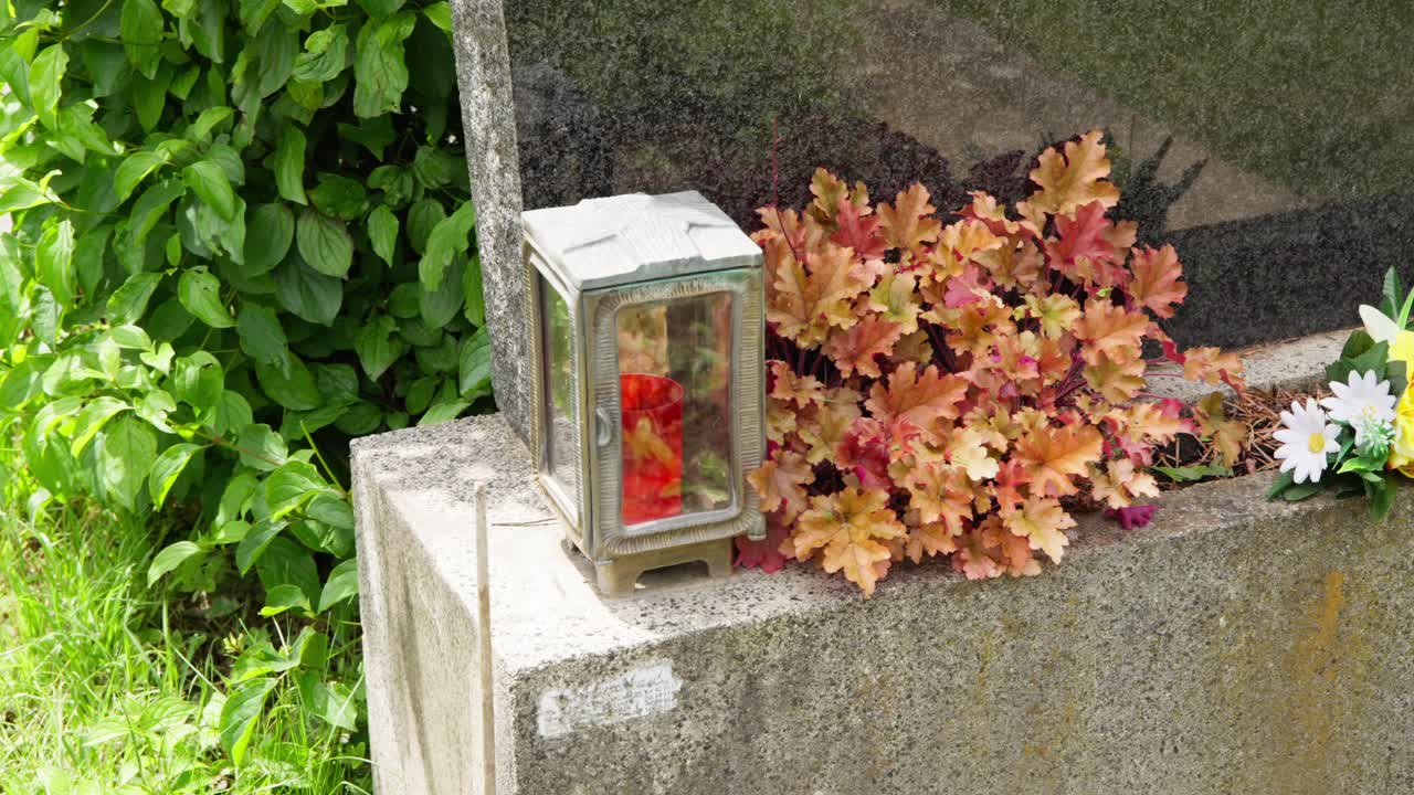 Lanterna su lapide mentre la telecamera scorre su foglie di heuchera, margherite bianche e edera verde rampicante in un pacifico ambiente cimiteriale. Commemorazione, ricordo, lutto.