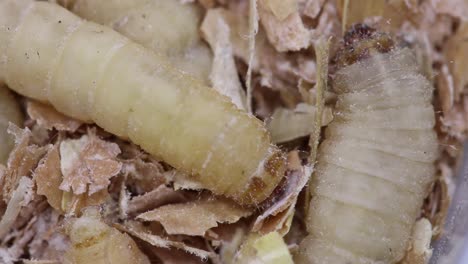 closeup of waxworms, the larva of the waxmoth