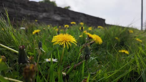 Filmación-En-ángulo-Bajo-En-Flores-Y-Pasto,-Dientes-De-León-Amarillos.