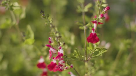 close up of red and white flowers on salvia plant growing outdoors