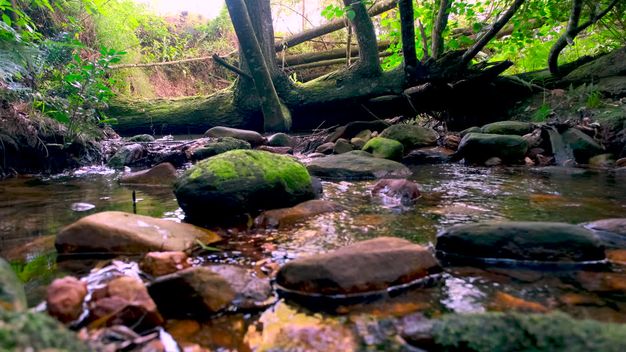 Clear freshwater creek running over smooth rocks in native temperate forest