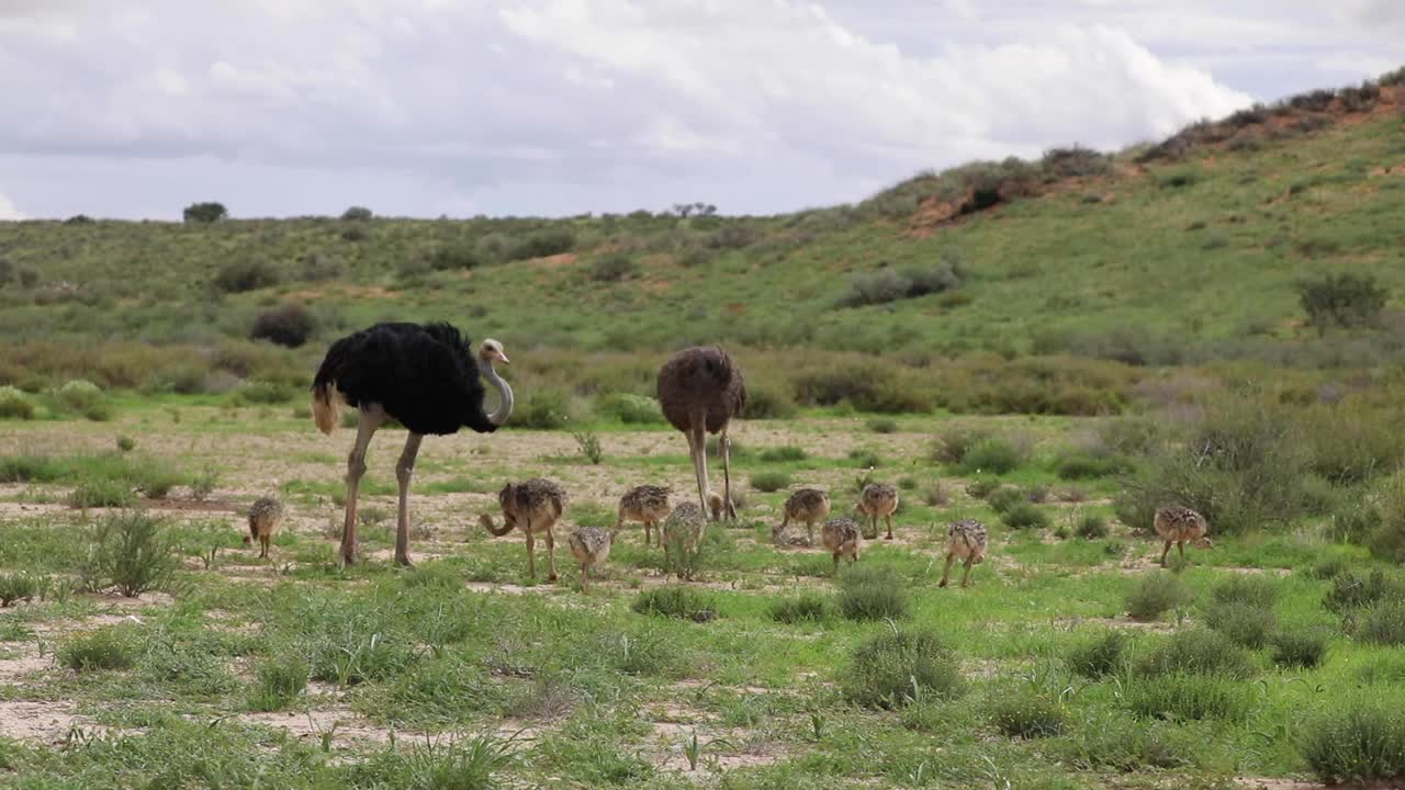 toma extrema de una familia de avestruces alimentándose en la hierba verde del parque transfronterizo kgalagadi