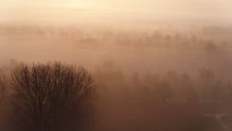 sun shining through dense fog in rural forestry landscape, inspirational warm mood