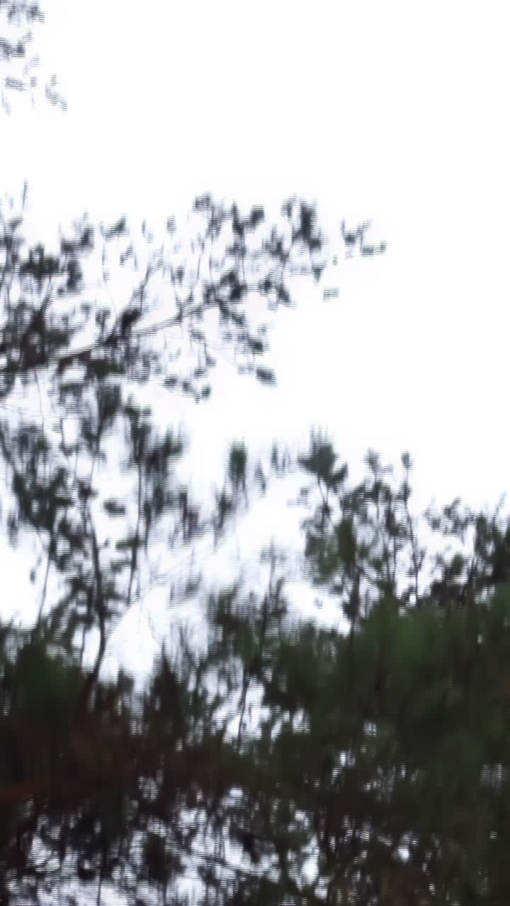 Blurred Forest Branches Against a White Sky