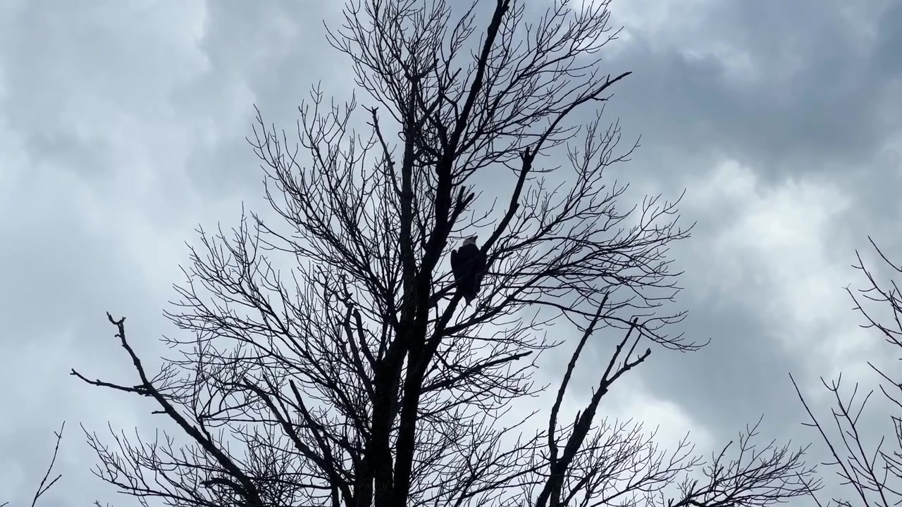 Ripresa ravvicinata con teleobiettivo a mano libera di un'aquila calva appollaiata su un albero all'Allemansrätt Park a Lindström, Minnesota. 4K