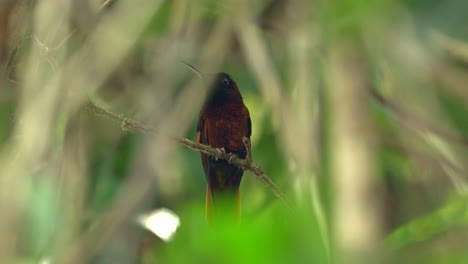 crimson topaz perched in between the green foliage