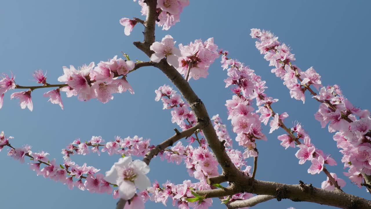 Ramo di pesco con fiori rosa e un cielo blu sullo sfondo. I fiori sono in piena fioritura e il cielo è limpido e luminoso.