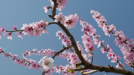 flores rosas rama de árbol de melocotón con un cielo azul en el fondo las flores están en plena floración y el cielo es claro y brillante
