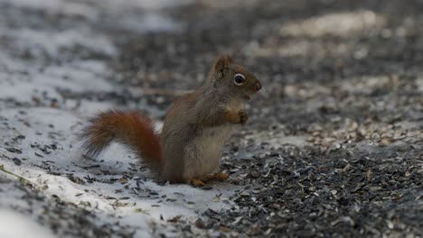 red squirrel eating seeds on the ground in the forest