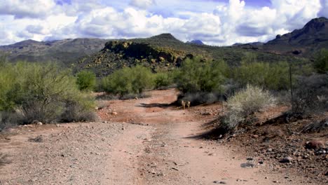 Coyote-Corre-Por-Un-Lavado-Mira-Hacia-Atrás-Y-Continúa-Corriendo-El-Desierto-De-Sonora-Cerca-Del-Lago-Bartlett-Arizona