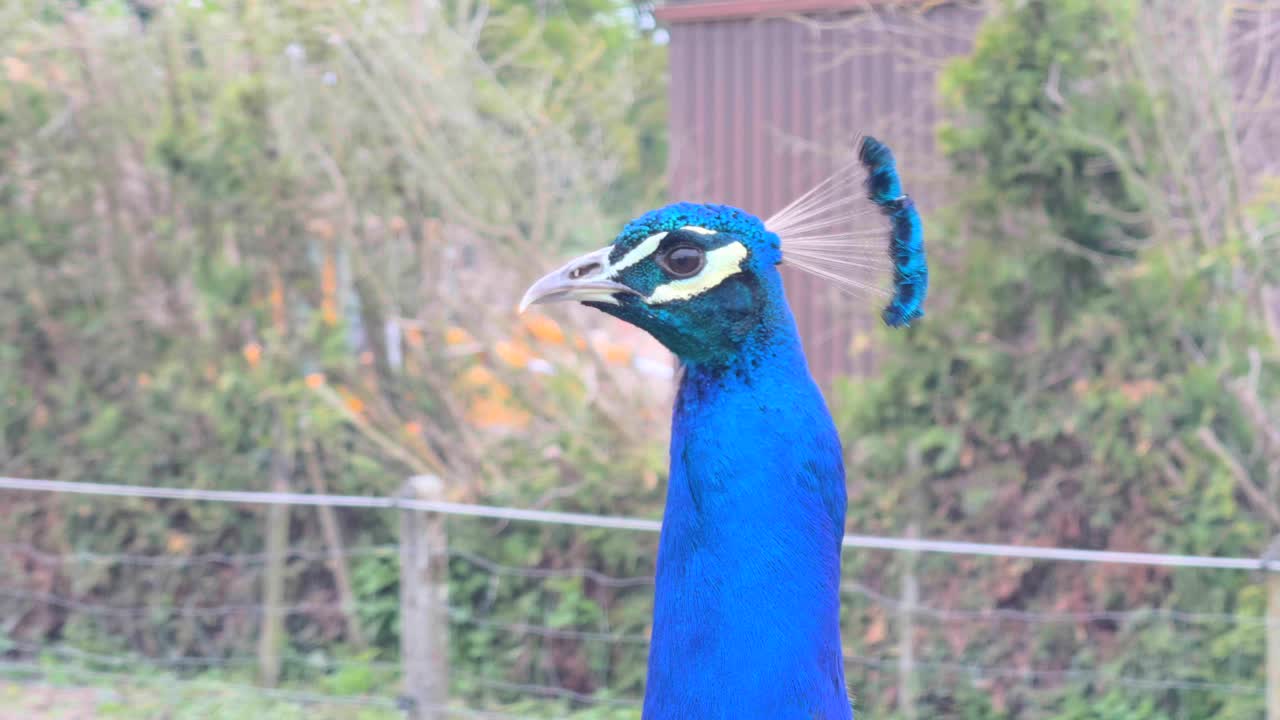Close up handheld shot of head of adult peacock in zoo
