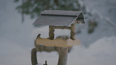 Pequeños-Pájaros-Peleando,-Volando,-Buscando-Y-Comiendo-Comida-En-Una-Casa-De-Pájaros-En-Invierno-Con-La-Naturaleza-Cubierta-De-Nieve-Capturada-En-Cámara-Lenta-En-240fps