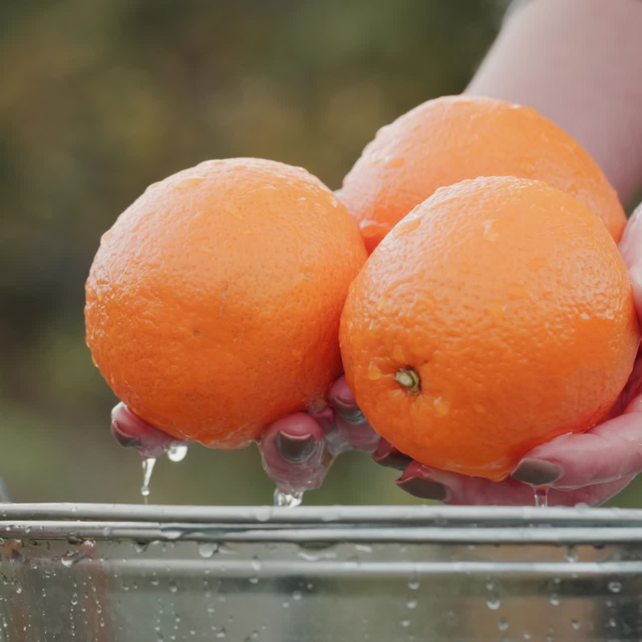 물 양동이 위에 여러 개의 잘 익은 오렌지를 들고 있는 여자