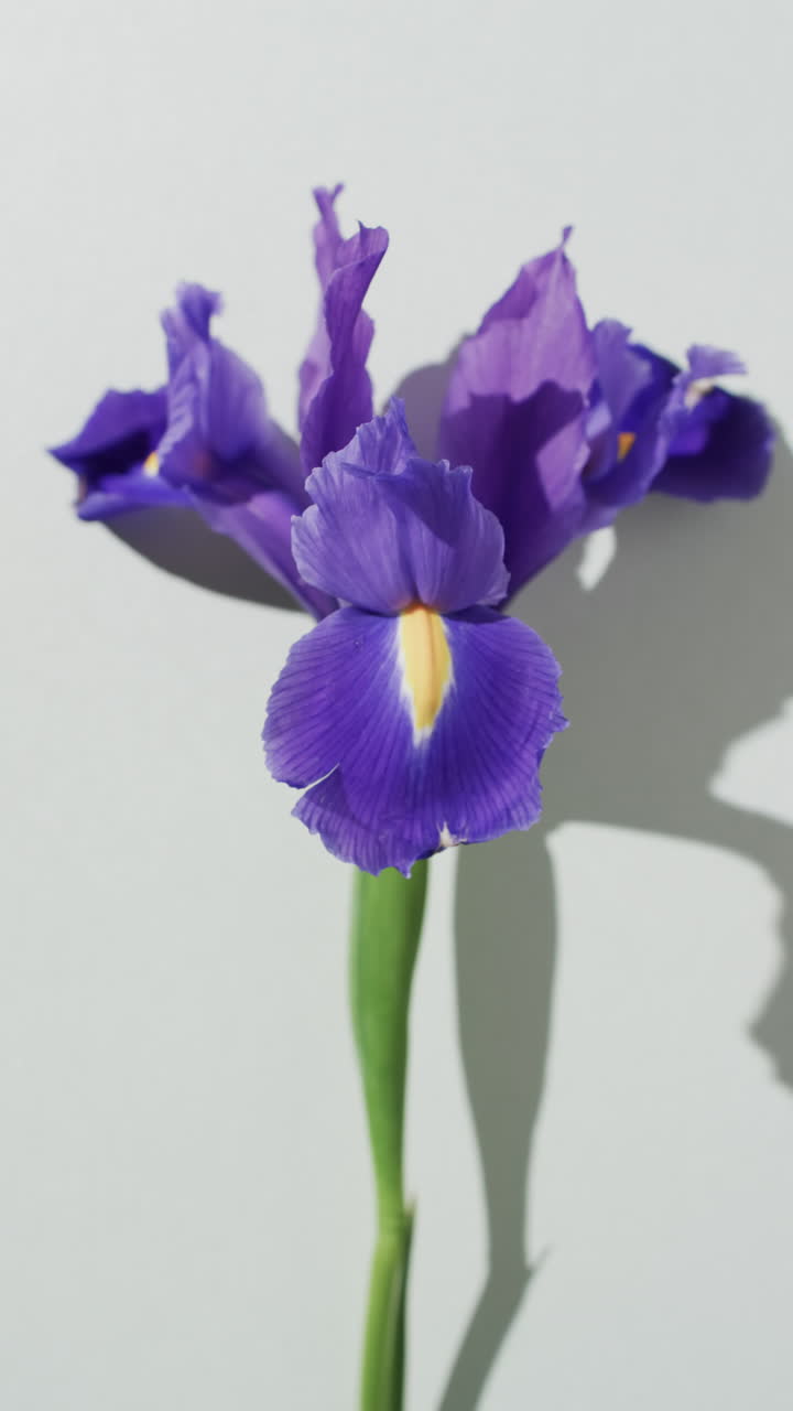 Vertical video of purple iris flower with copy space on white background