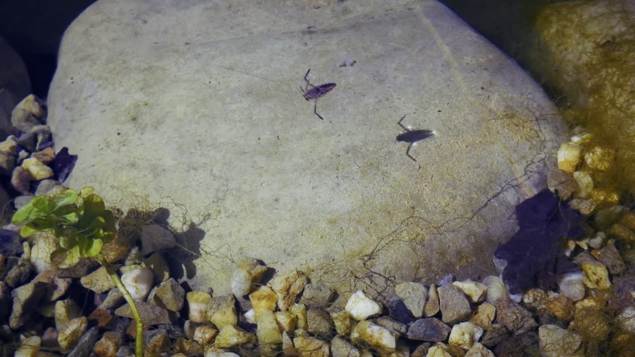Two dragonflies bask in golden light on a warm stone in nature.