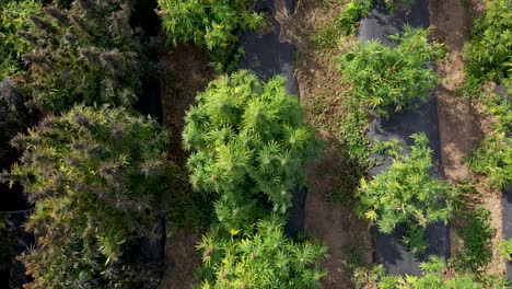 aerial view of a field of hemp to be harvested for the production of cbd oil in southern oregon