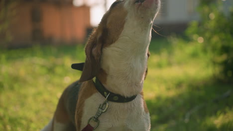 close-up of dog on red leash standing in grassy area near lush greenery, barking with a blurred background featuring greenery and a building, the dog appears alert and expressive