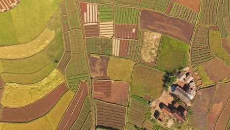 Vista-Aérea-De-Arriba-Hacia-Abajo-Del-Campo-Y-Coloridos-Campos-De-Arroz-En-Madagascar