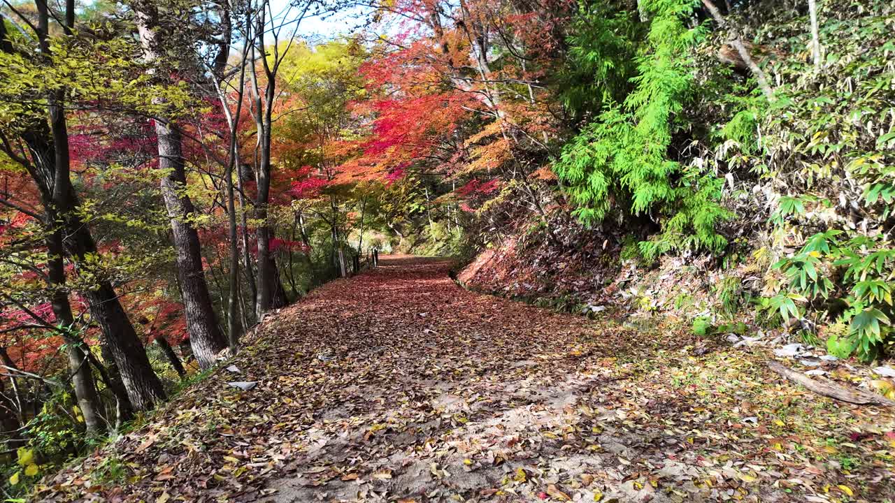 A scenic path filled with vibrant autumn colors, fallen leaves, and forest views.